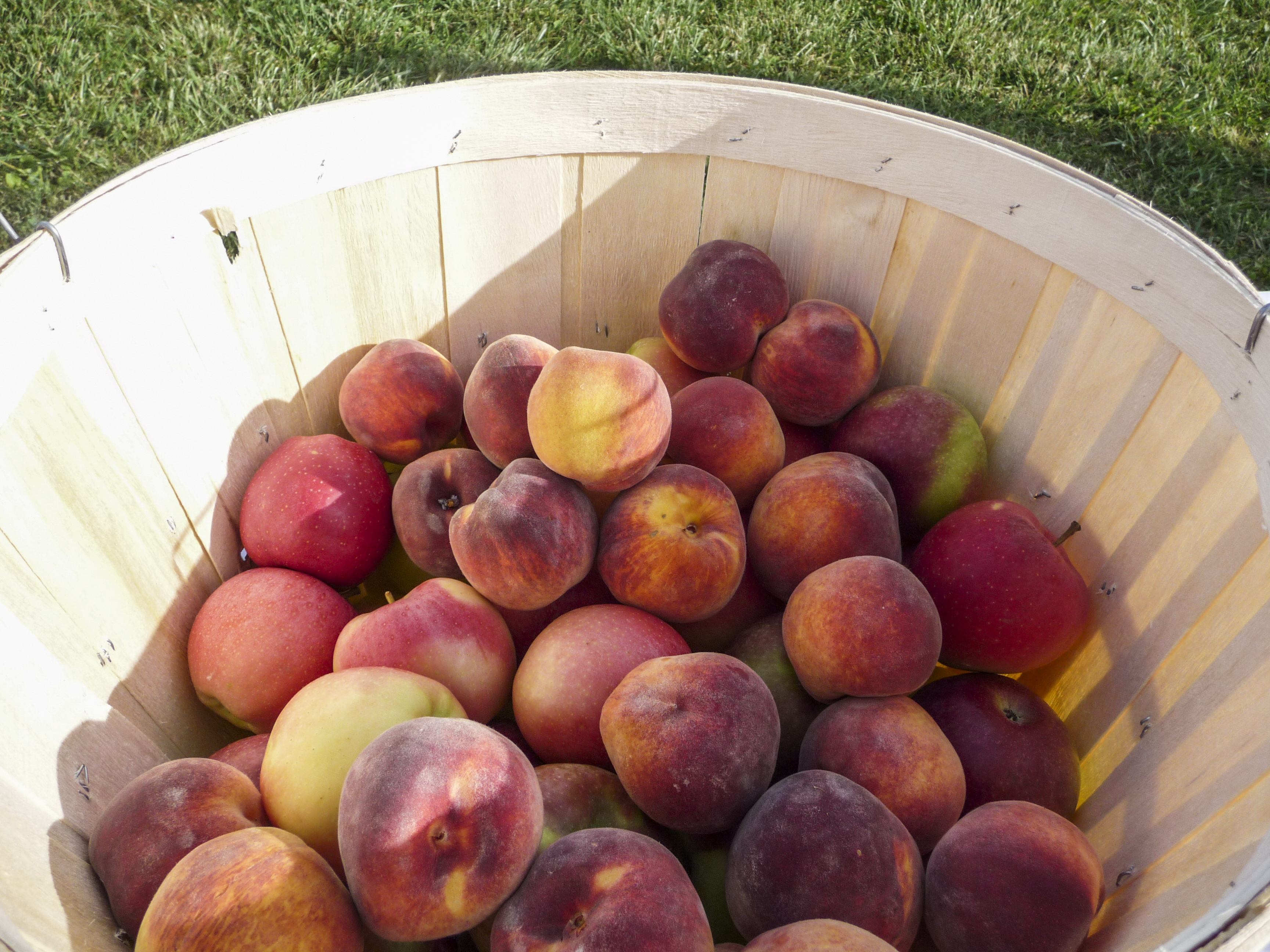 Ontario Peaches