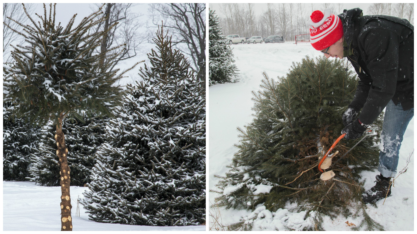Pick-your-own Christmas Tree 2016