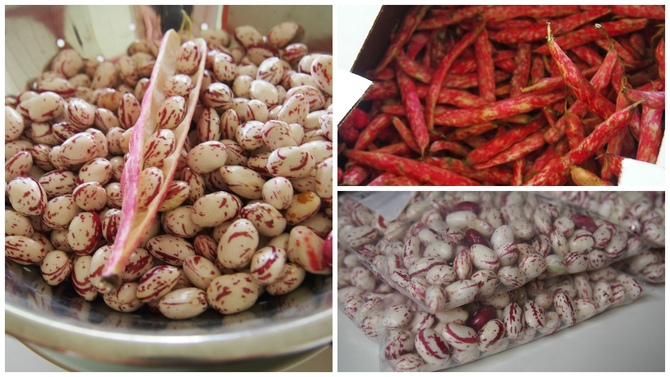 Ontario Cranberry Bean Recipe