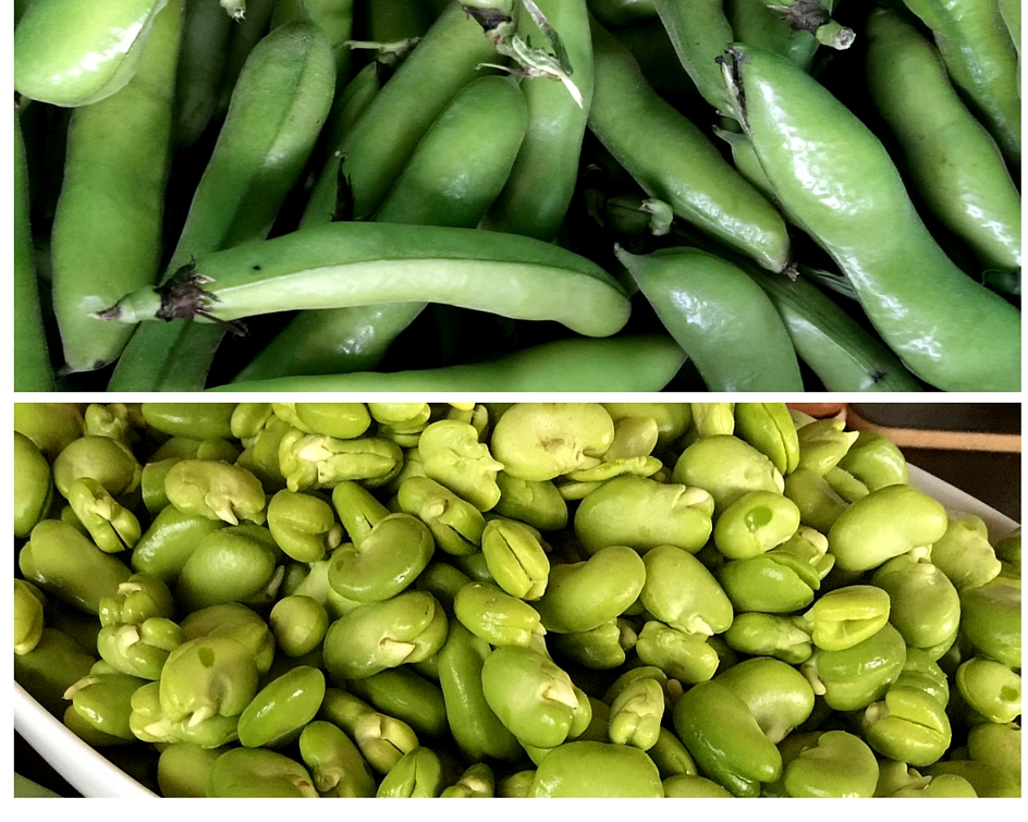Fava Beans