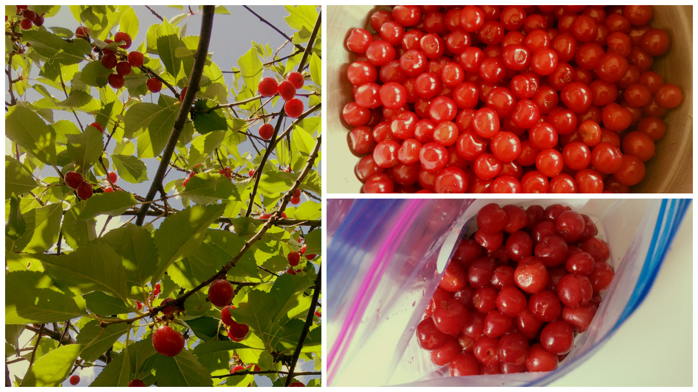 Frozen Sour Cherries Frozen Sour Cherries