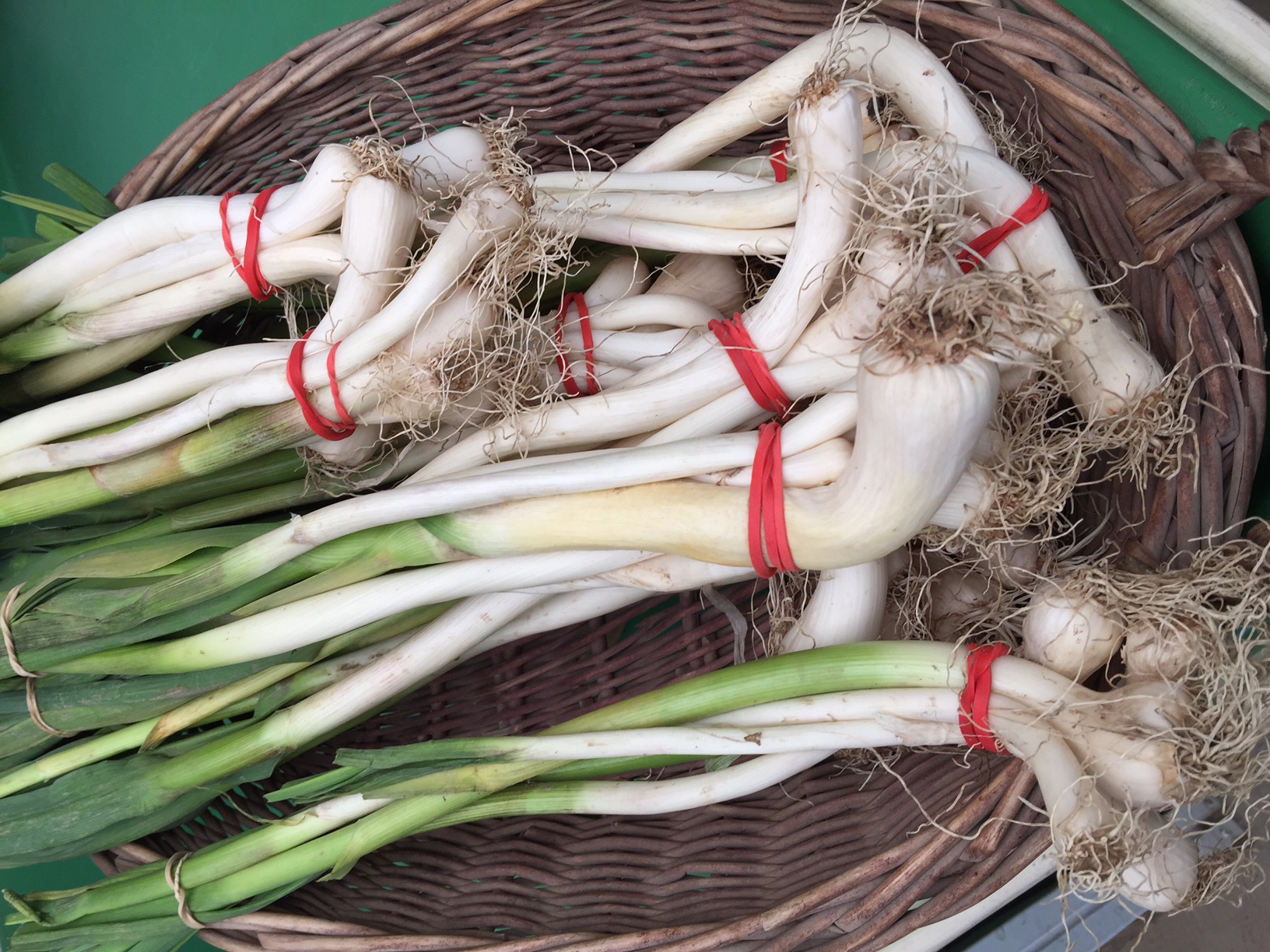 Ontario Green Garlic Ontario Green Garlic