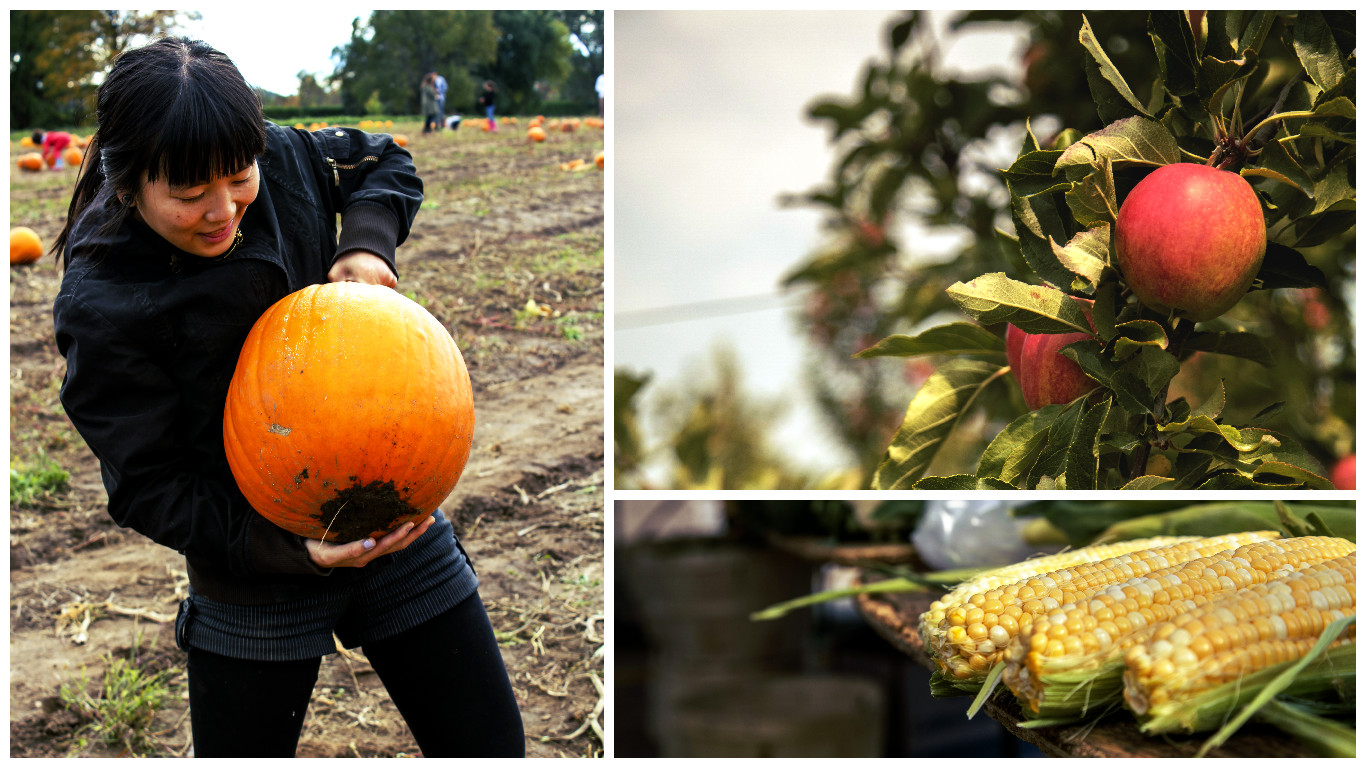 Ontario Pick-Your-Own Farms in Fall