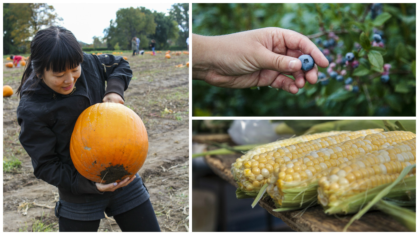 September In-Season Fruits and Vegetables September In-Season Fruits and Vegetables