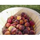 Ontario Peaches