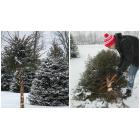 Pick-your-own Christmas Tree 2016