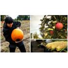 Ontario Pick-Your-Own Farms in Fall