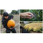 September In-Season Fruits and Vegetables