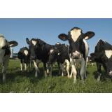Upper Canada Cheese Company Upper Canada Cheese Company