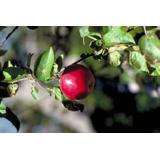 Marcy's Berries